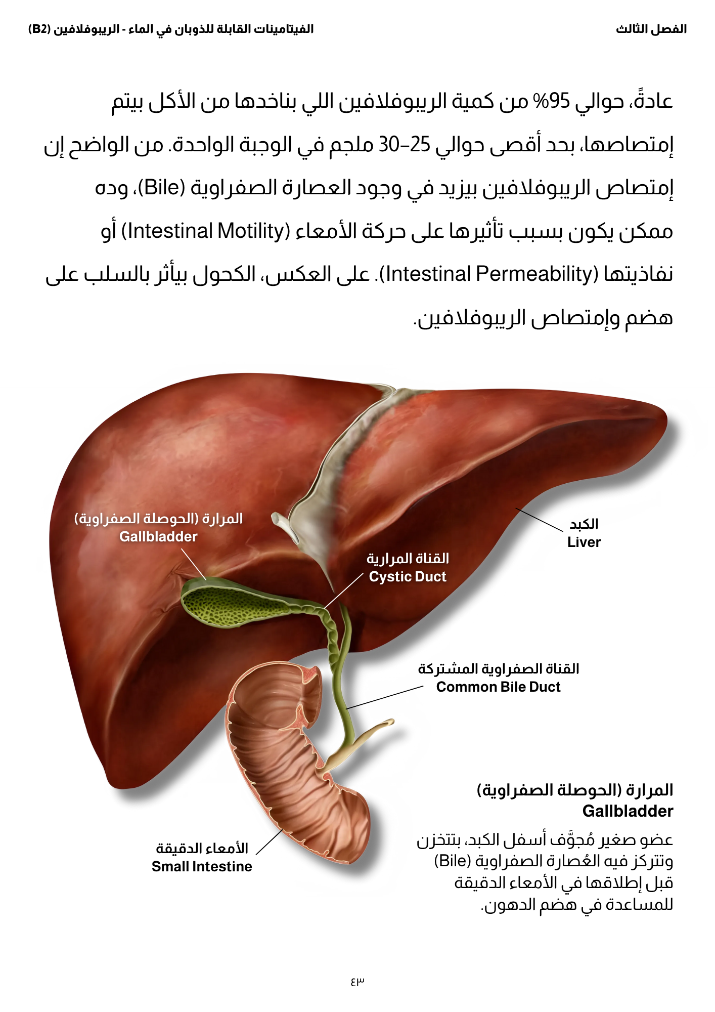 كتاب: إزاي أعمل دايت؟ - الجزء الثاني (الفيتامينات)